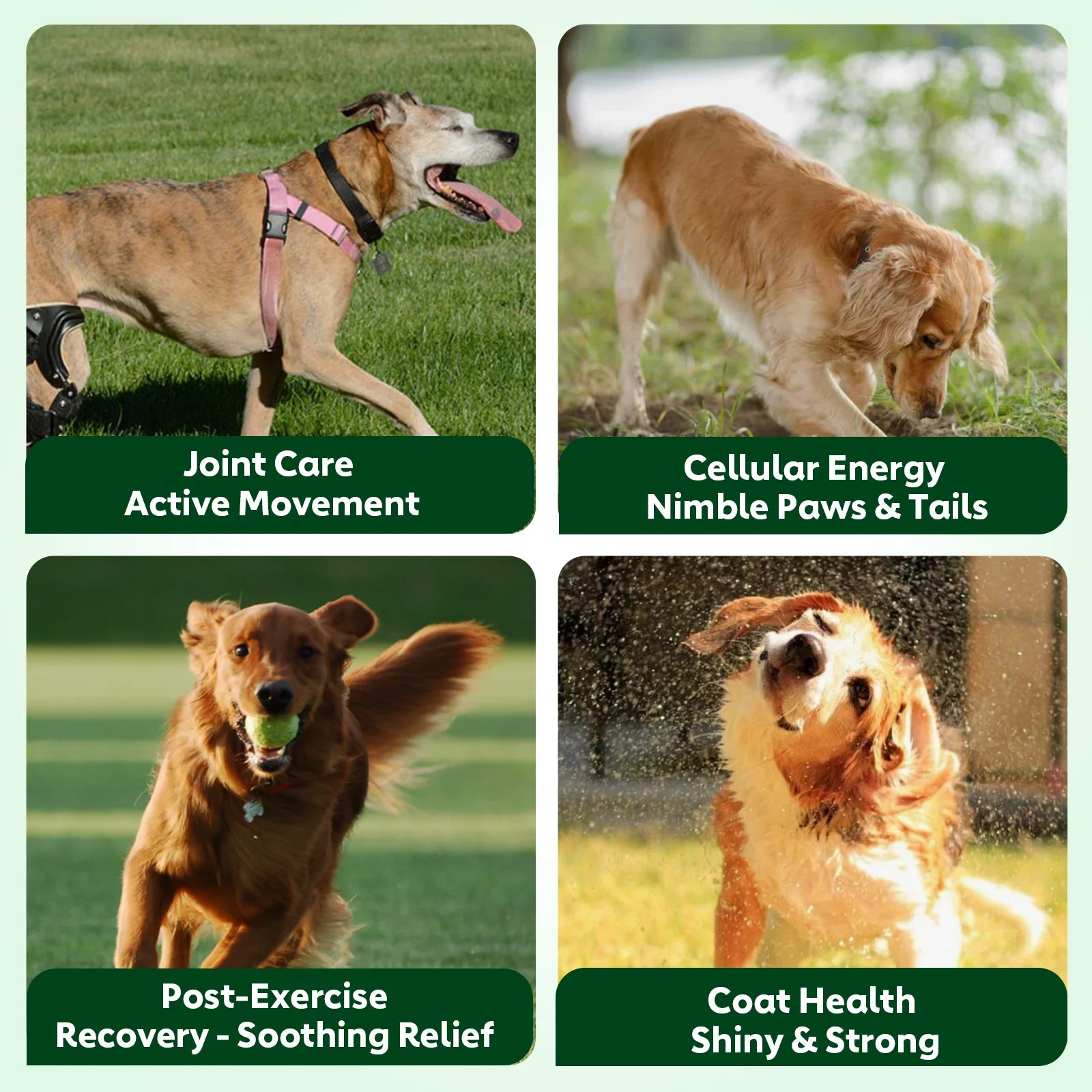 NUTRIDOG Dog Anti-Allergy Chews